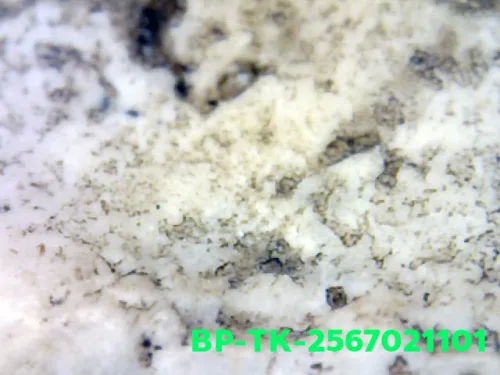 1000× magnification — Somdej Toh amulet, Than Saem, Sacred powder (Phong), Wat