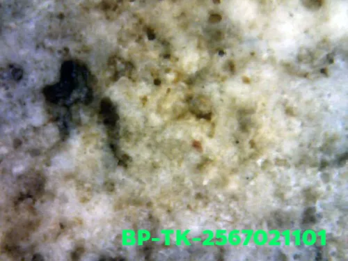 1000× magnification — Somdej Toh amulet, double base, Sacred powder (Phong), Wat