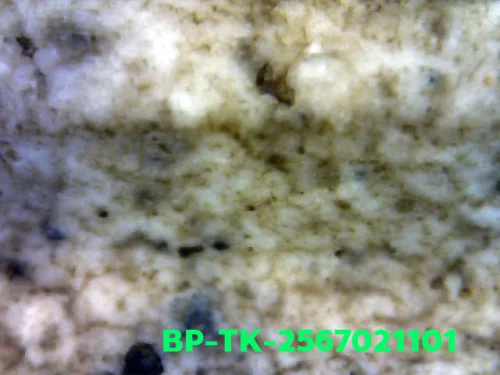 1000× magnification — Somdej Toh amulet, double base, Sacred powder (Phong), Wat