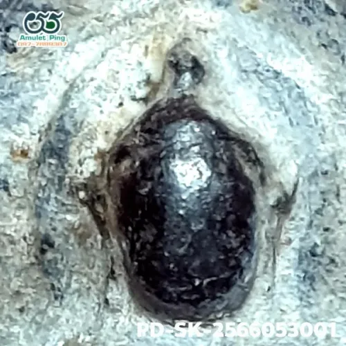 100 倍放大 — 素可泰立泰王佛牌 大模 無卡諾紋 燒製泥料 甘烹碧出土 甘烹碧府 佛曆 1900