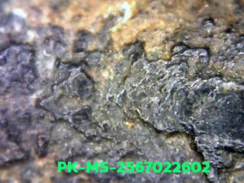 1000 倍放大 — 鲁士 Phim Phila Lai佛牌 双面 锡铅合金（Chin） 帕西拉达那玛哈泰寺 素攀府 佛历 2300