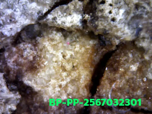 1000× magnification — Somdej Toh amulet, Prok Pho (bodhi canopy), Sacred powder