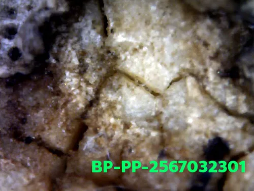1000× magnification — Somdej Toh amulet, Prok Pho (bodhi canopy), Sacred powder