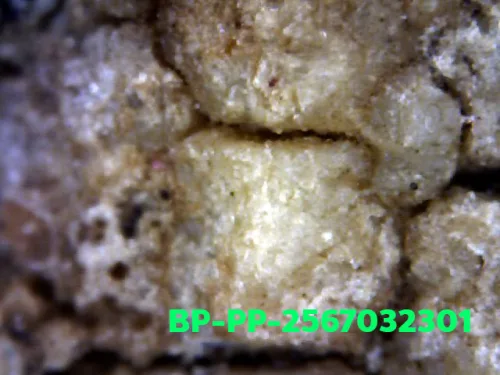 1000× magnification — Somdej Toh amulet, Prok Pho (bodhi canopy), Sacred powder