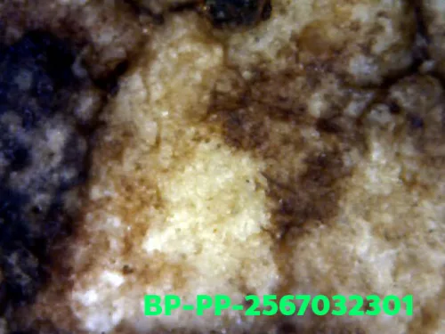 1000× magnification — Somdej Toh amulet, Prok Pho (bodhi canopy), Sacred powder