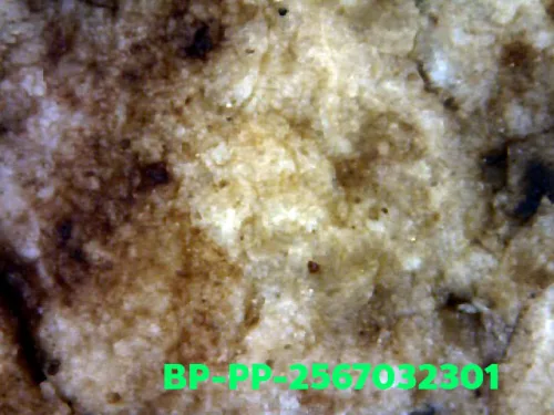 1000× magnification — Somdej Toh amulet, Prok Pho (bodhi canopy), Sacred powder