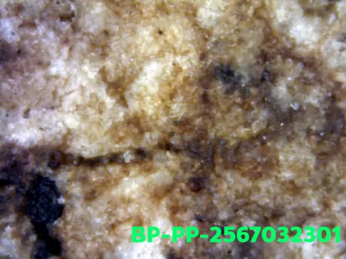1000× magnification — Somdej Toh amulet, Prok Pho (bodhi canopy), Sacred powder