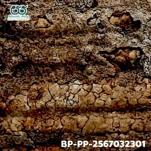 100× magnification — Somdej Toh amulet, Prok Pho (bodhi canopy), Sacred powder