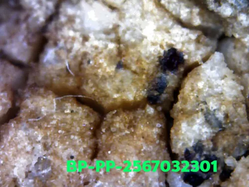1000× magnification — Somdej Toh amulet, Prok Pho (bodhi canopy), Sacred powder