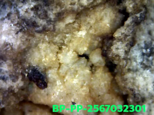 1000× magnification — Somdej Toh amulet, Prok Pho (bodhi canopy), Sacred powder