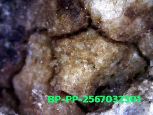 1000× magnification — Somdej Toh amulet, Prok Pho (bodhi canopy), Sacred powder