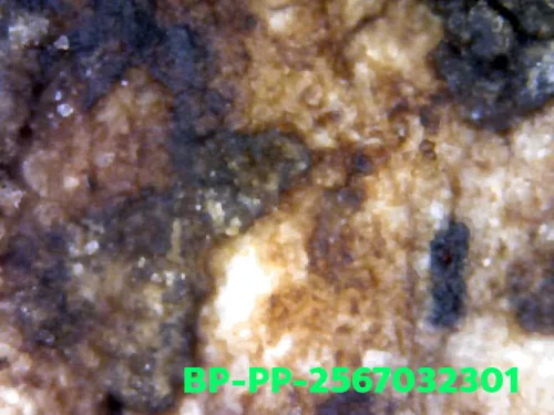 1000× magnification — Somdej Toh amulet, Prok Pho (bodhi canopy), Sacred powder