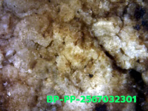 1000× magnification — Somdej Toh amulet, Prok Pho (bodhi canopy), Sacred powder
