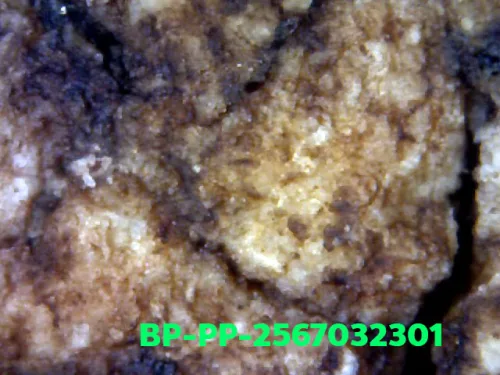 1000× magnification — Somdej Toh amulet, Prok Pho (bodhi canopy), Sacred powder