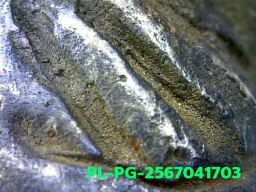 100 倍放大 — 龙婆银佛牌 基打 四衣摆 合金 瓦邦干寺 披集府 佛历 2462