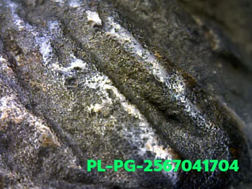 100 倍放大 — 龙婆银佛牌 基打 四衣摆 合金 瓦邦干寺 披集府 佛历 2462
