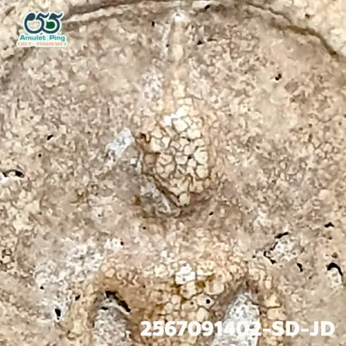 100 倍放大 — 崇迪阿赞多佛牌 大模 甩髻 圣粉 瓦拉康寺 曼谷 佛历 2462