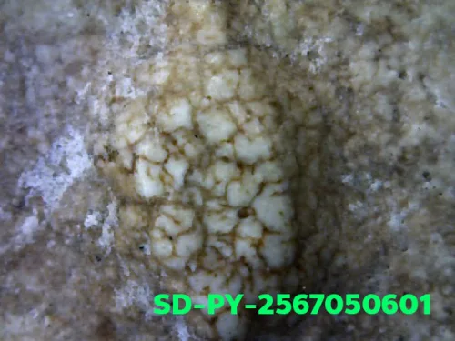 1000 倍放大 — 崇迪阿赞多佛牌 大模 甩髻 圣粉 瓦拉康寺 曼谷 佛历 2462