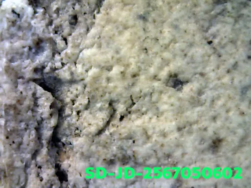 100× magnification — Somdej Toh amulet, chedi shape, Sacred powder (Phong), Wat