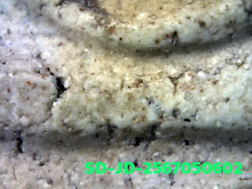 100× magnification — Somdej Toh amulet, chedi shape, Sacred powder (Phong), Wat