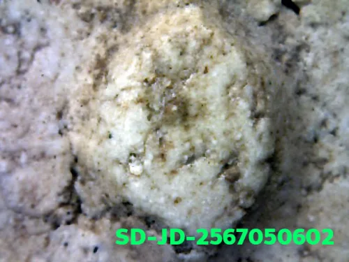 100× magnification — Somdej Toh amulet, chedi shape, Sacred powder (Phong), Wat