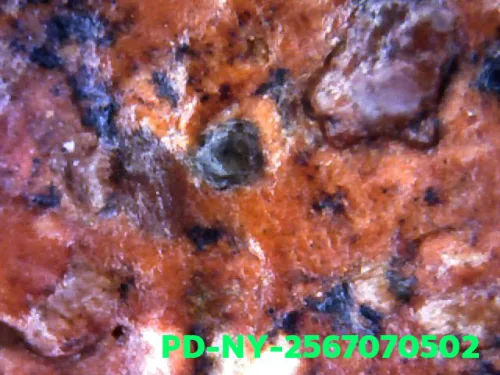 1000 倍放大 — 维素提卡萨王后佛牌 大模 弯膝 烧制泥料 南帕雅寺 彭世洛府 佛历 2300