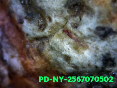 1000 倍放大 — 维素提卡萨王后佛牌 大模 弯膝 烧制泥料 南帕雅寺 彭世洛府 佛历 2300
