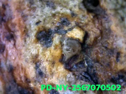 1000 倍放大 — 维素提卡萨王后佛牌 大模 弯膝 烧制泥料 南帕雅寺 彭世洛府 佛历 2300