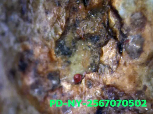 1000 倍放大 — 维素提卡萨王后佛牌 大模 弯膝 烧制泥料 南帕雅寺 彭世洛府 佛历 2300