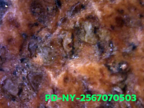 1000× magnification — Phra Wisutthikasat amulet, Yai (large) curved knee, Fired