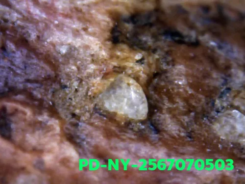 1000× magnification — Phra Wisutthikasat amulet, Yai (large) curved knee, Fired