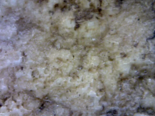 1000× magnification — Somdej Toh amulet, lotus-bud topknot, Sacred powder