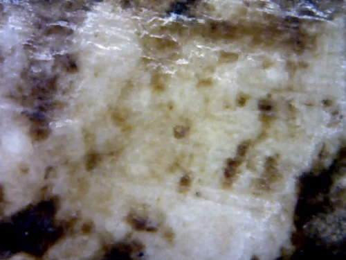 1000× magnification — Somdej Toh amulet, lotus-bud topknot, Sacred powder