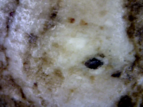 1000× magnification — Somdej Toh amulet, lotus-bud topknot, Sacred powder