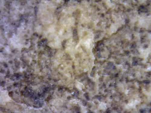 1000 倍放大 — 崇迪阿赞多佛牌 插底座 胸沟 长耳 圣粉 瓦邦坤蓬寺 曼谷 佛历 2414