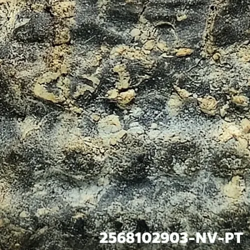 100 倍放大 — 龙婆托佛牌 矮版 药草料 瓦昌海寺 北大年府 佛历 2497