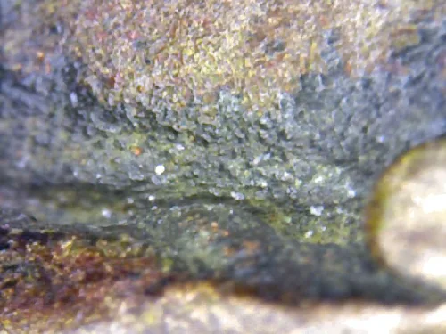 1000 倍放大 — 龍婆銀佛牌 Niyom 三衣襬 合金 瓦邦干寺 披集府 佛曆 2462