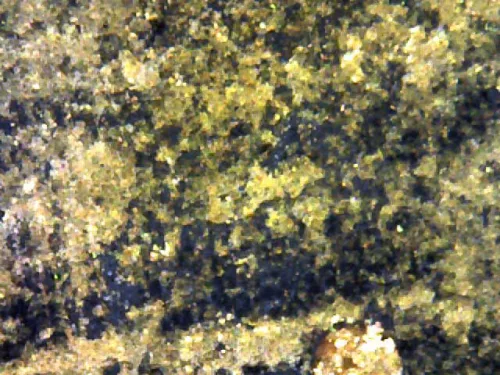 1000 倍放大 — 泰王拉玛九世崇迪佛牌 大模 树脂 王宫 曼谷 佛历 2509