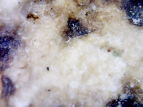 1000× magnification — Somdej Toh amulet, Than Saem Ok Rong (grooved chest) Hu Yan
