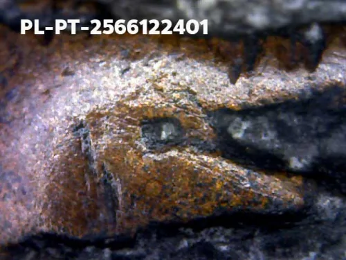 1000 倍放大 — 龙婆托佛牌 大模 熨斗背 合金 瓦昌海寺 北大年府 佛历 2505